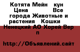 Котята Мейн - кун › Цена ­ 19 000 - Все города Животные и растения » Кошки   . Ненецкий АО,Хорей-Вер п.